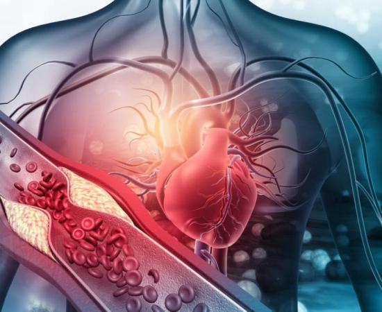 Sistema cardiovascular